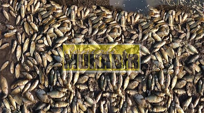 Göle bırakılan 10 bin balık öldü