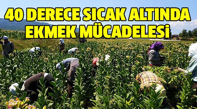 GÜNEŞİN ALTINDA YAPRAKLARI TEK TEK TOPLUYORLAR
