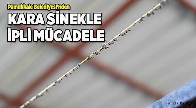 KARA SİNEKLE İPLİ MÜCADELE