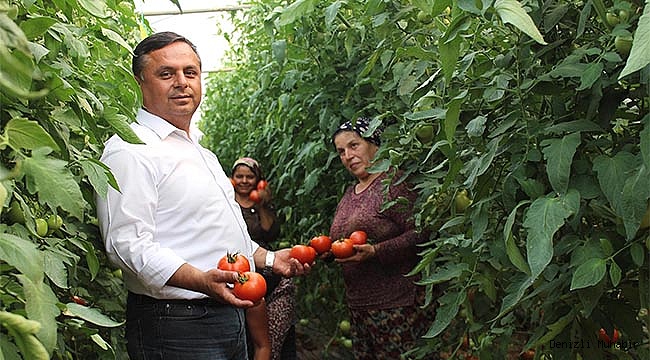 Örtü altı seracılık meyvelerini vermeye başladı