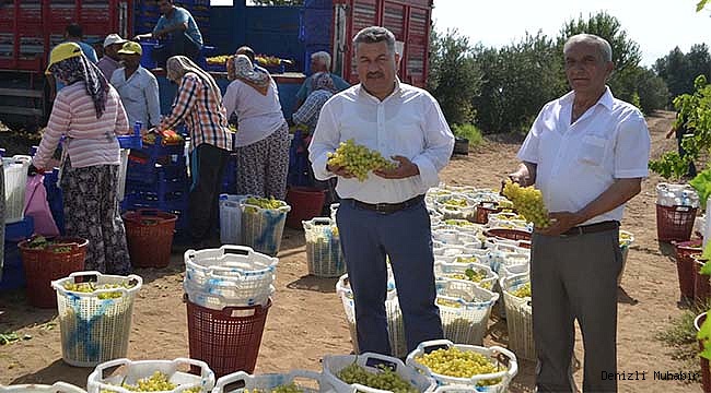 Sezonun ilk üzüm hasadı yapıldı