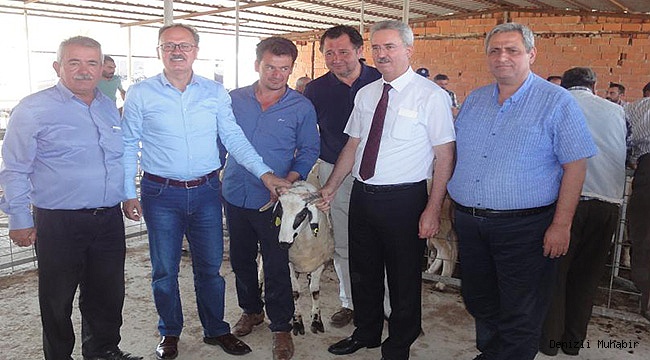 Tavas'da Damızlık Koç Dağıtıldı