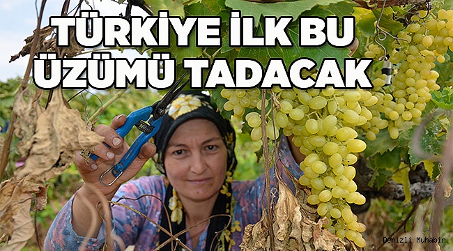 TÜRKİYE'NİN ERKENCİ  ÜZÜMÜ ÇIKTI