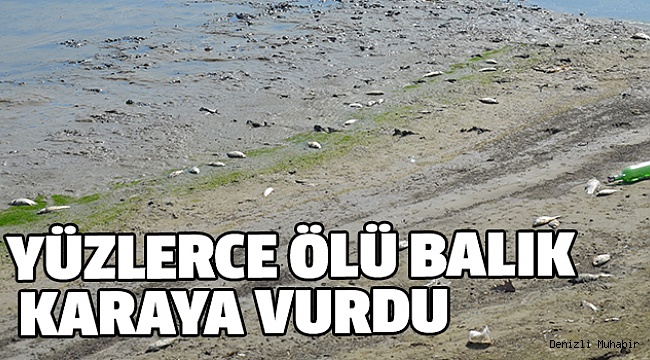 BARAJ GÖLETİNDE TOPLU BALIK ÖLÜMLERİ