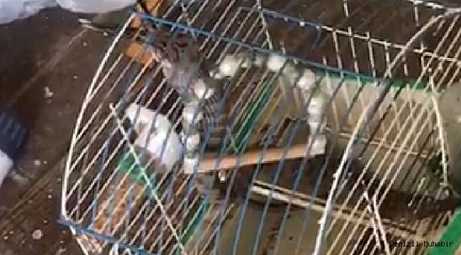 Eve giren yılan kafesteki kuşu yedi