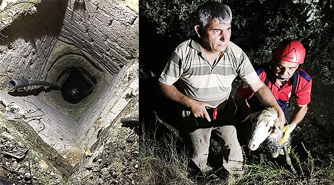 Kuyuya düşen kurbanlık koyunu itfaiye kurtardı