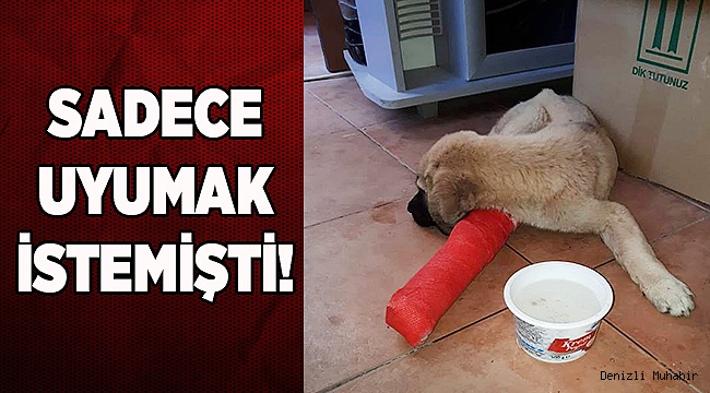 SADECE UYUMAK İSTEMİŞTİ