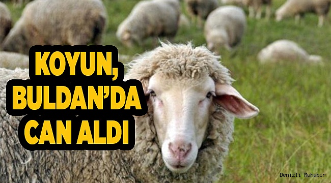 SAHİBİNİ ÖLDÜRDÜ