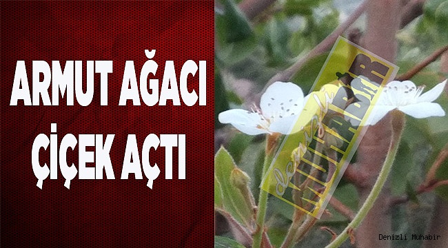  ARMUT AĞACI ÇİÇEK AÇTI      