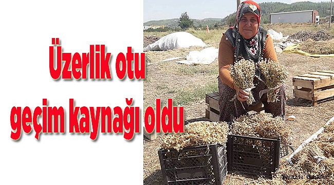 Üzerlik otu geçim kaynağı oldu