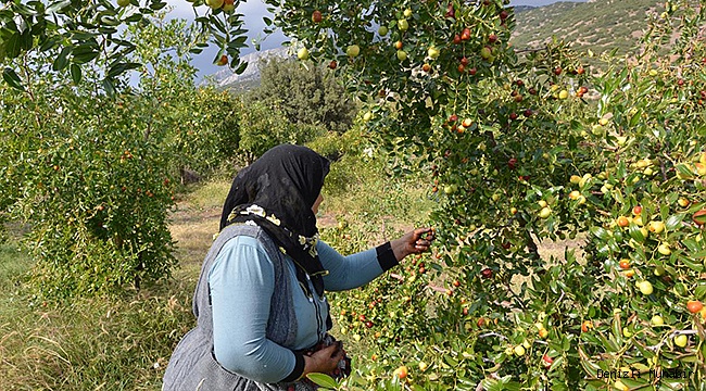 ÇİVRİL’ DE HÜNNAP HASADI YAPILDI