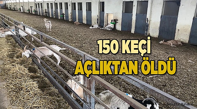 Denizli'de aç bırakıldığı iddia edilen 150 keçi telef oldu