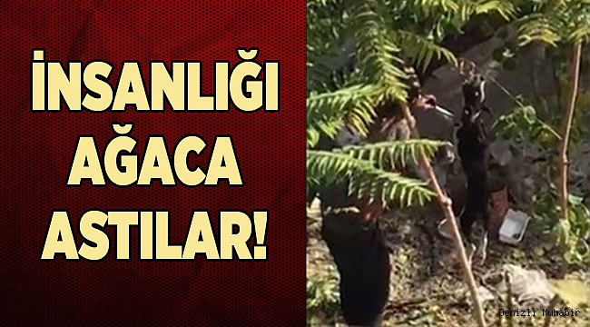 İNSANLIĞI AĞACA ASTILAR!