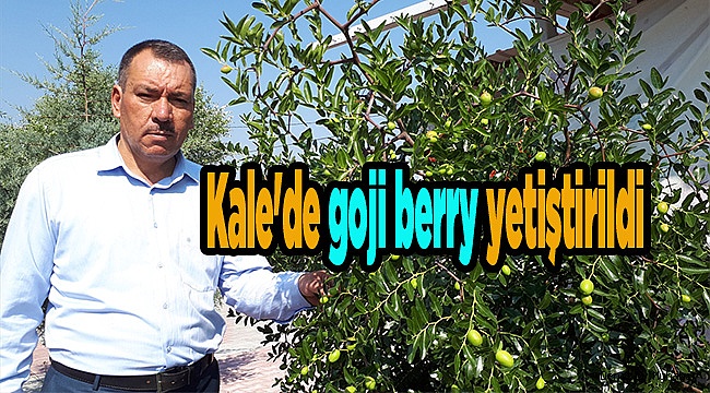 Kale'de goji berry yetiştirildi