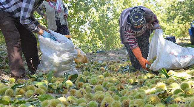 KESTANE HASADI BAŞLADI