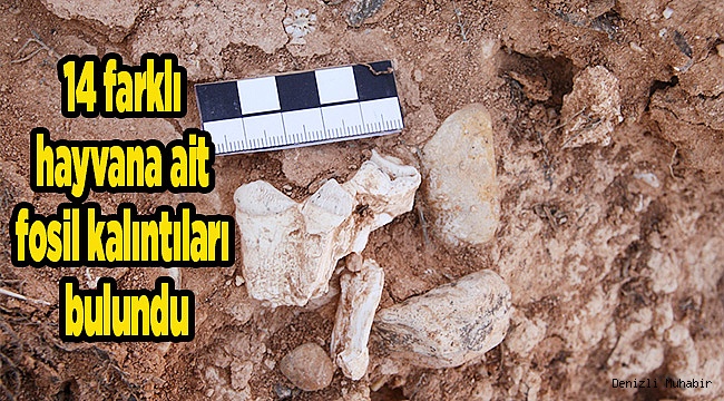 Denizli'de 9 milyon yıl öncesine ait 14 hayvan fosili bulundu