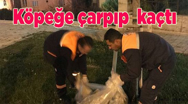 Köpeğe çarpıp arkasına bakmadan kaçtı
