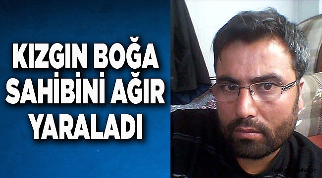 Kızgın boğa sahibine saldırdı, ağır yaraladı