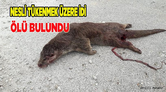 NESLİ TÜKENMEK ÜZEREYDİ, ÖLÜ BULUNDU