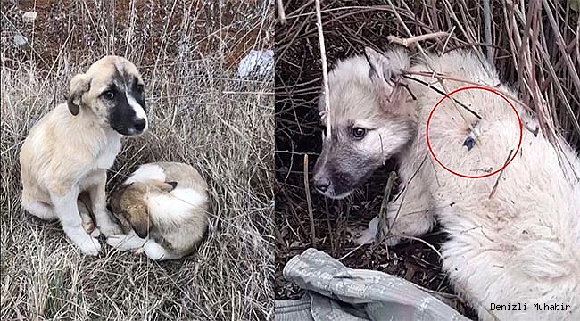 ZEHİRLİ İĞNE İLE Mİ ÖLDÜRÜLDÜLER?