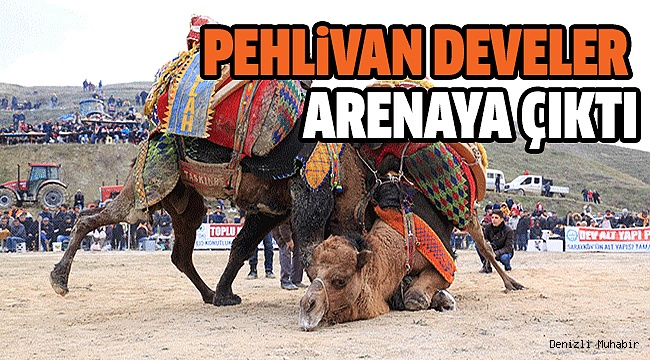 SARAYKÖY 35. GELENEKSEL DEVE GÜREŞLERİ FESTİVALİ