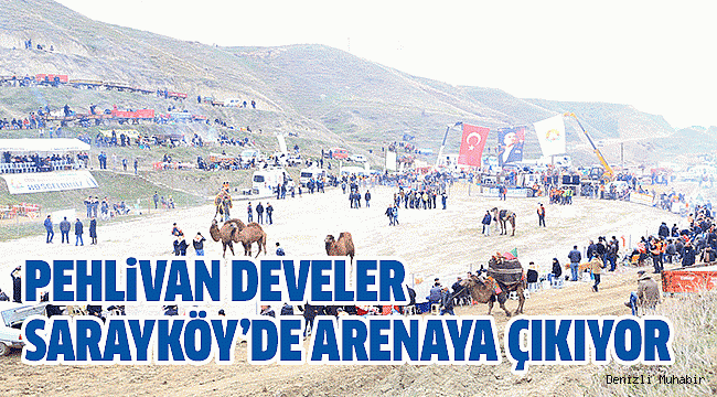 SARAYKÖY DEVE GÜREŞLERİNE HAZIR