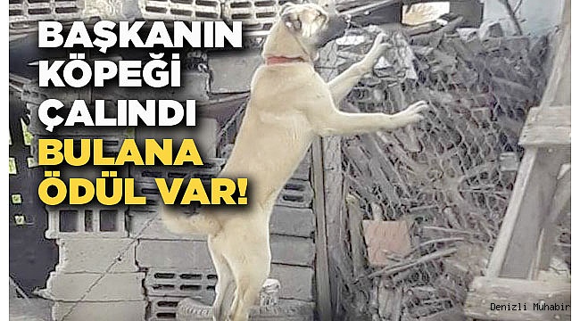 Başkanın köpeği çalındı, bulana ödül var