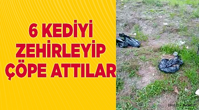 Denizli'de 6  kedi zehirlenip ormana atıldı