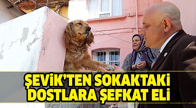ŞEVİK SOKAK HAYVANLARI İÇİN MERKEZ AÇACAK