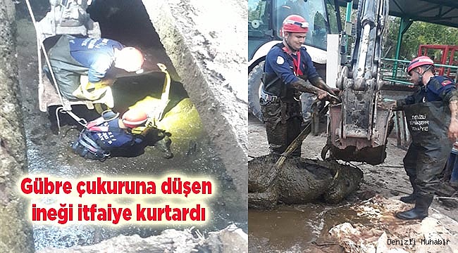 Gübre çukuruna düşen ineği itfaiye kurtardı