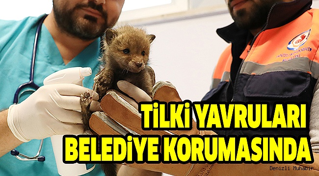 Büyükşehir Yavru Tilkilere Sahip Çıktı