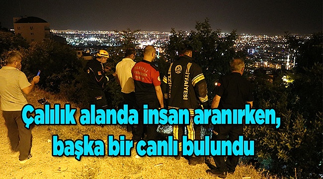 Çalılık alanda insan aranırken, başka bir canlı bulundu