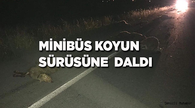 Koyun ve kuzular telef oldu