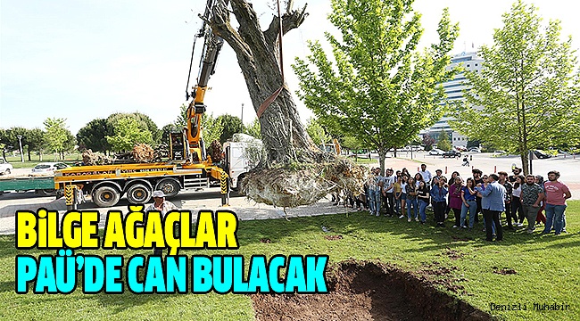 On Üç Adet Anıt Zeytin Ağacı PAÜ’de korunacak