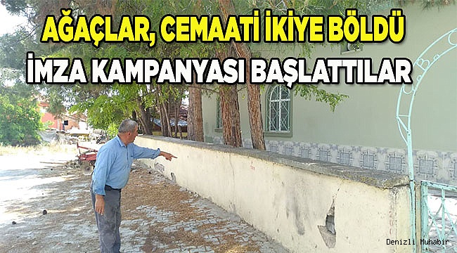 Ağaçlar zararlı mı? yararlı mı?