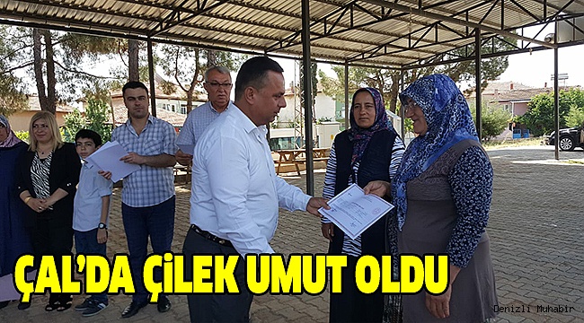 Çal’da Çilek Üretimi Seferberliği Başlıyor