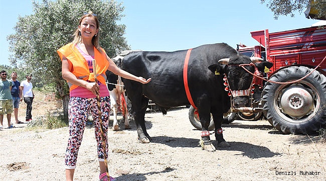 Denizli'nin Boğaları Aydın'da güreşti