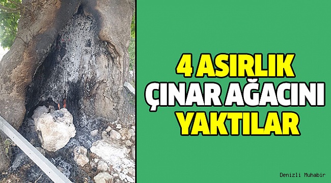 Meradaki 4 Asırlık Çınar Ağacını Yaktılar