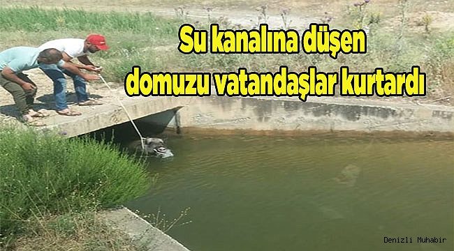 Su kanalına düşen domuzu vatandaşlar kurtardı