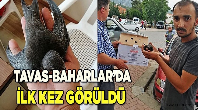 Tavas'ta Ebabil kuşu bulundu