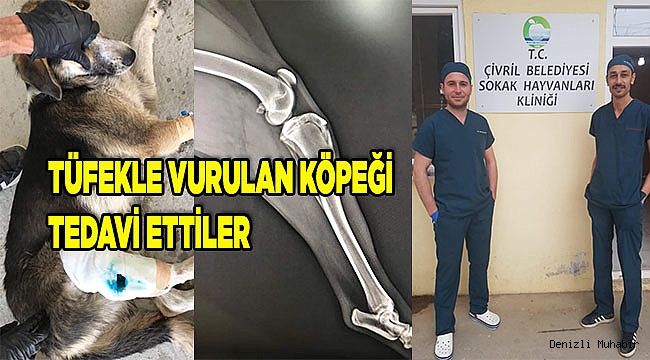 TÜFEKLE VURULAN KÖPEK TEDAVİ EDİLDİ