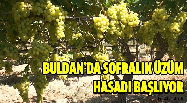 19 Temmuz’da Kesim 20 Temmuz’da İhracat Başlıyor