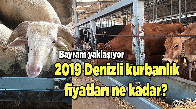 2019 Denizli kurbanlık fiyatları ne kadar?