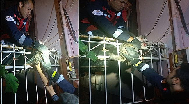 Denizli'de korkuluk demirine saplanan kediyi itfaiye kurtardı