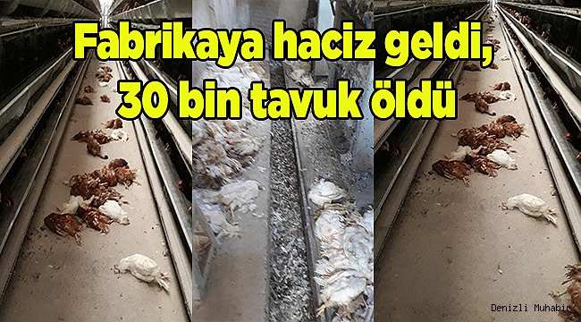 Fabrikaya haciz geldi, 30 bin tavuk öldü