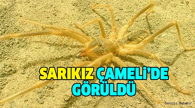 Gördüğünüz Yerde Hemen Haber Verin!
