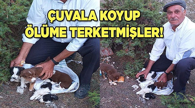 Köpek yavrularını çuvala koyup ölüme terk ettiler