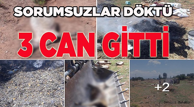 Meraya atılan zehirli gübreden telef oldular