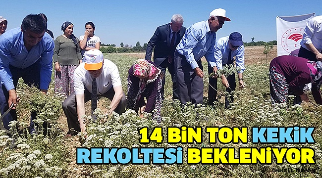 Pamukkalede Kekik Hasadı Başladı