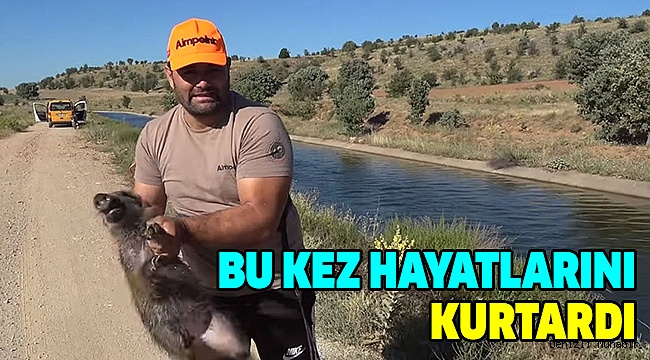 Su Kanalına Düşen Domuzları Avcı Kurtardı